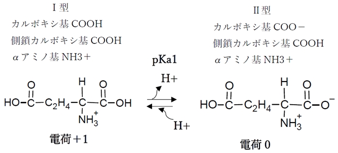 酸性アミノ酸 pHの変化と解離,化学種の存在比(割合),荷電,等電点